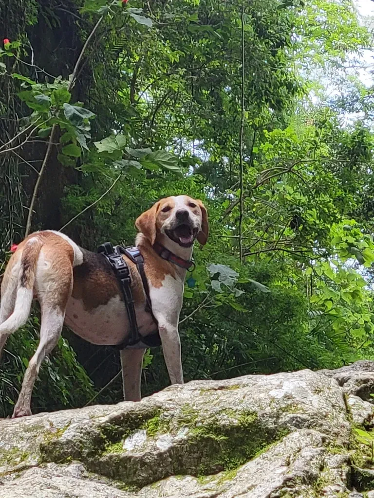 Pachycaulos Nummularia