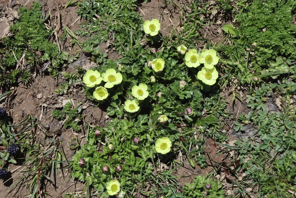 Himalayan Thimbleweed