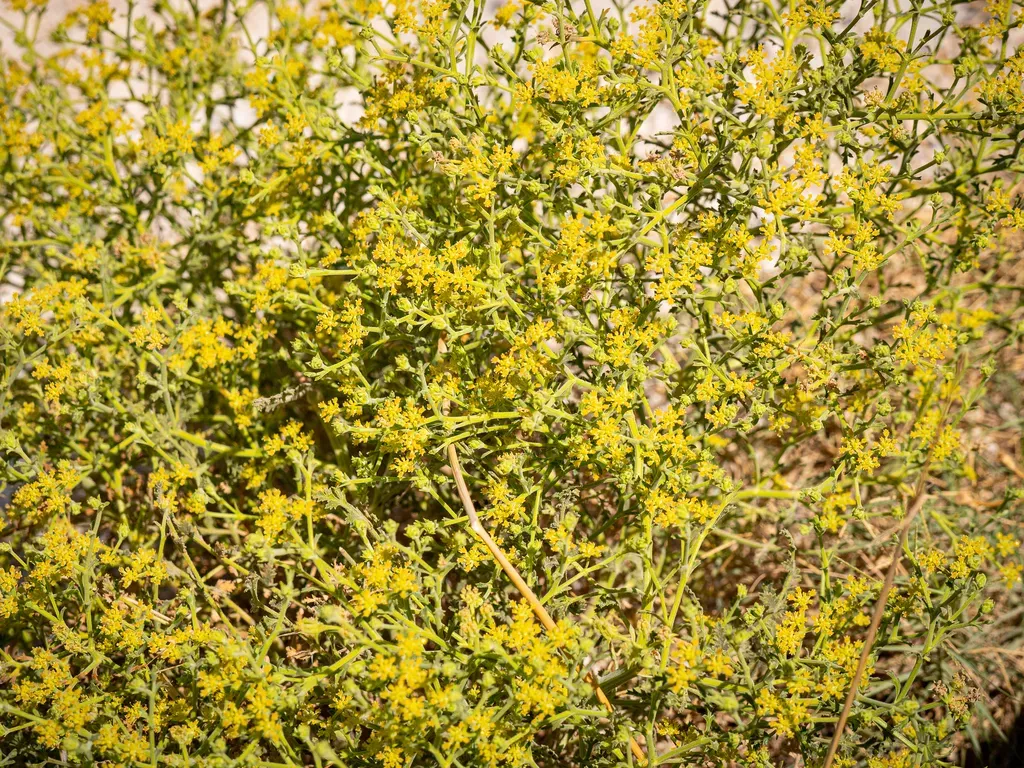 Sibthorp's Pickling Herb