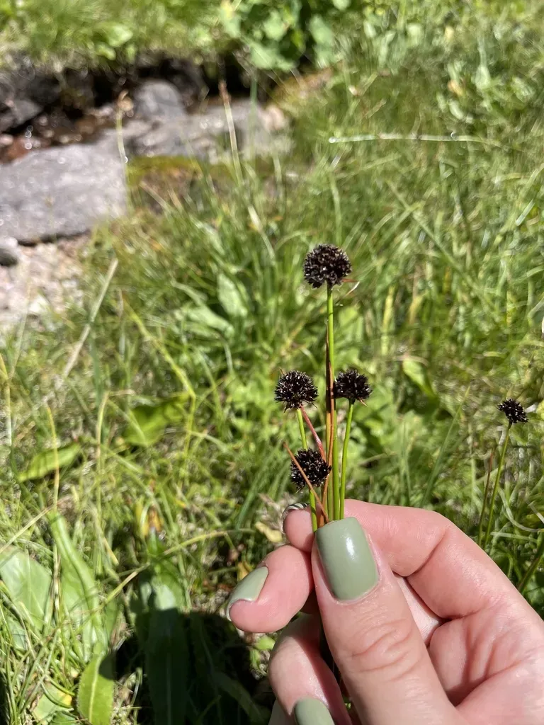 Juncus Alpigenus