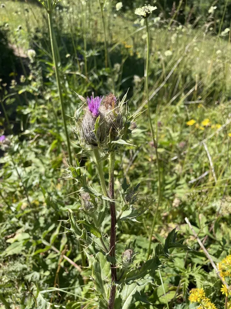 Cirsium Pugnax