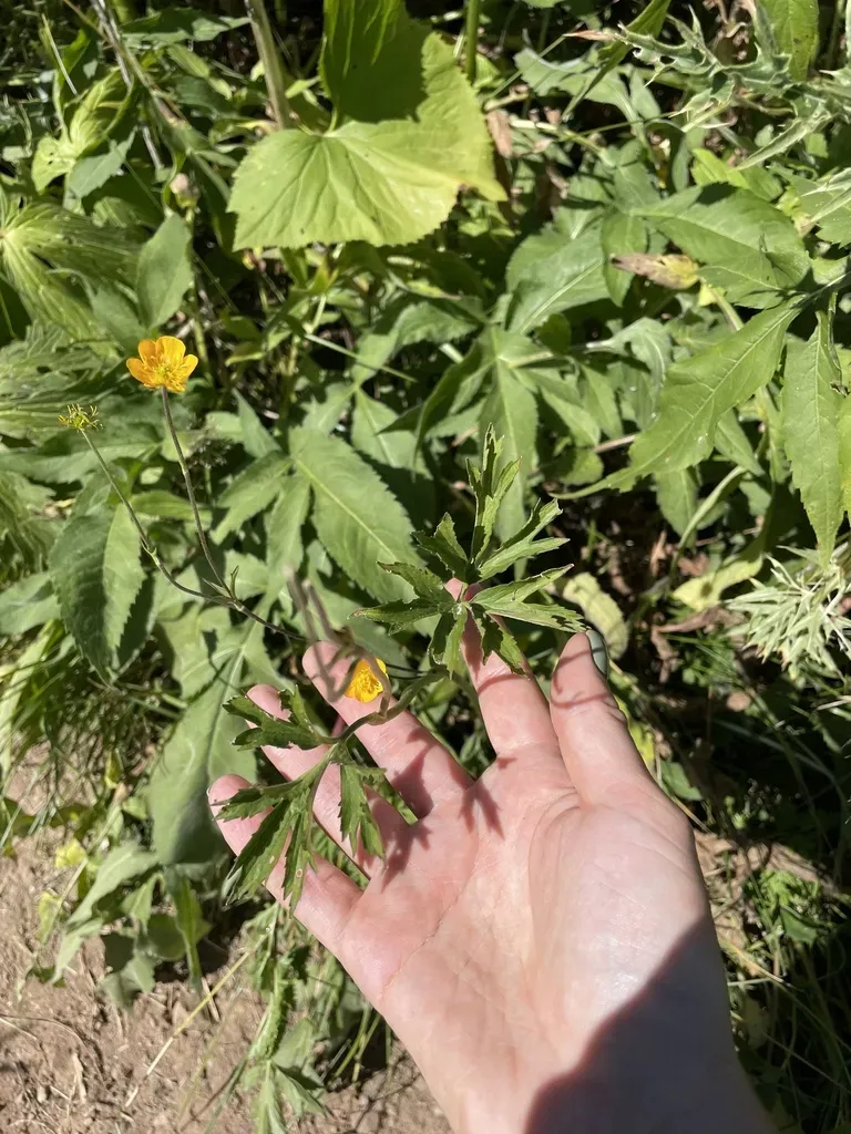 Ranunculus Caucasicus