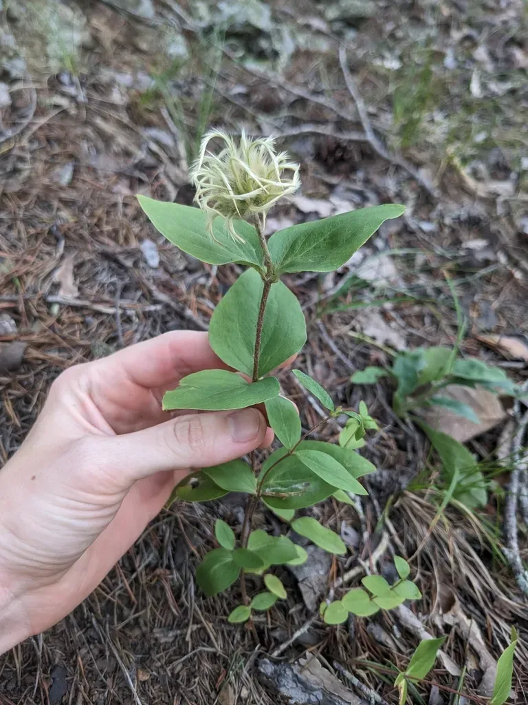 Whitehair Leatherflower