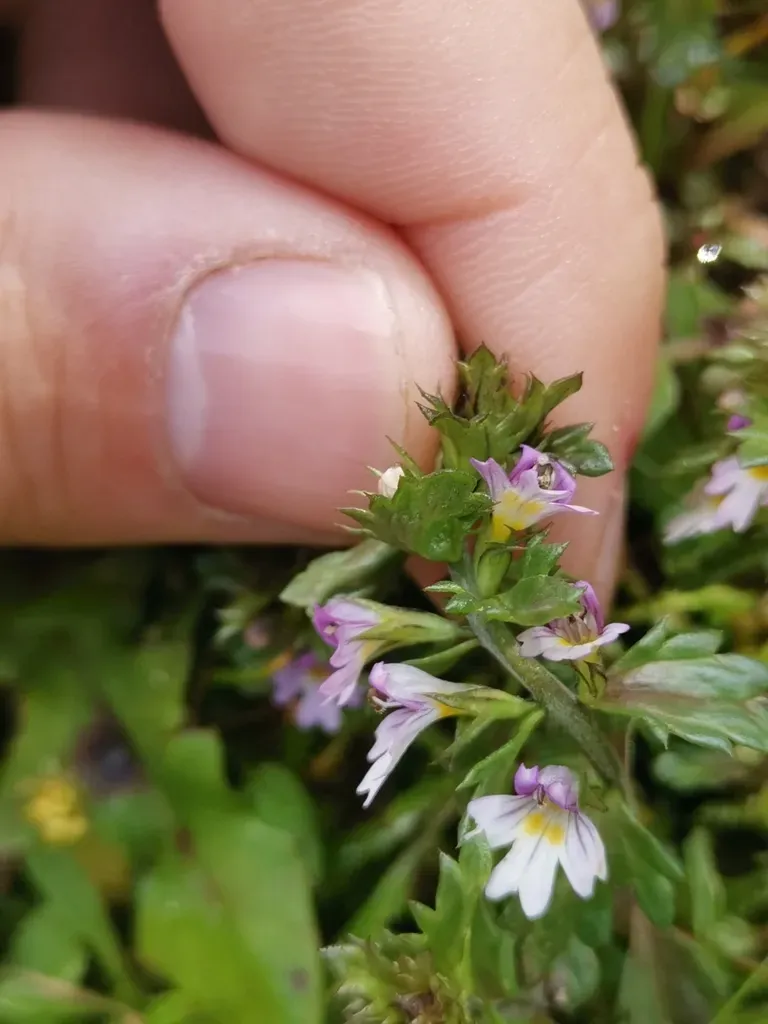 Euphrasia Pulchella