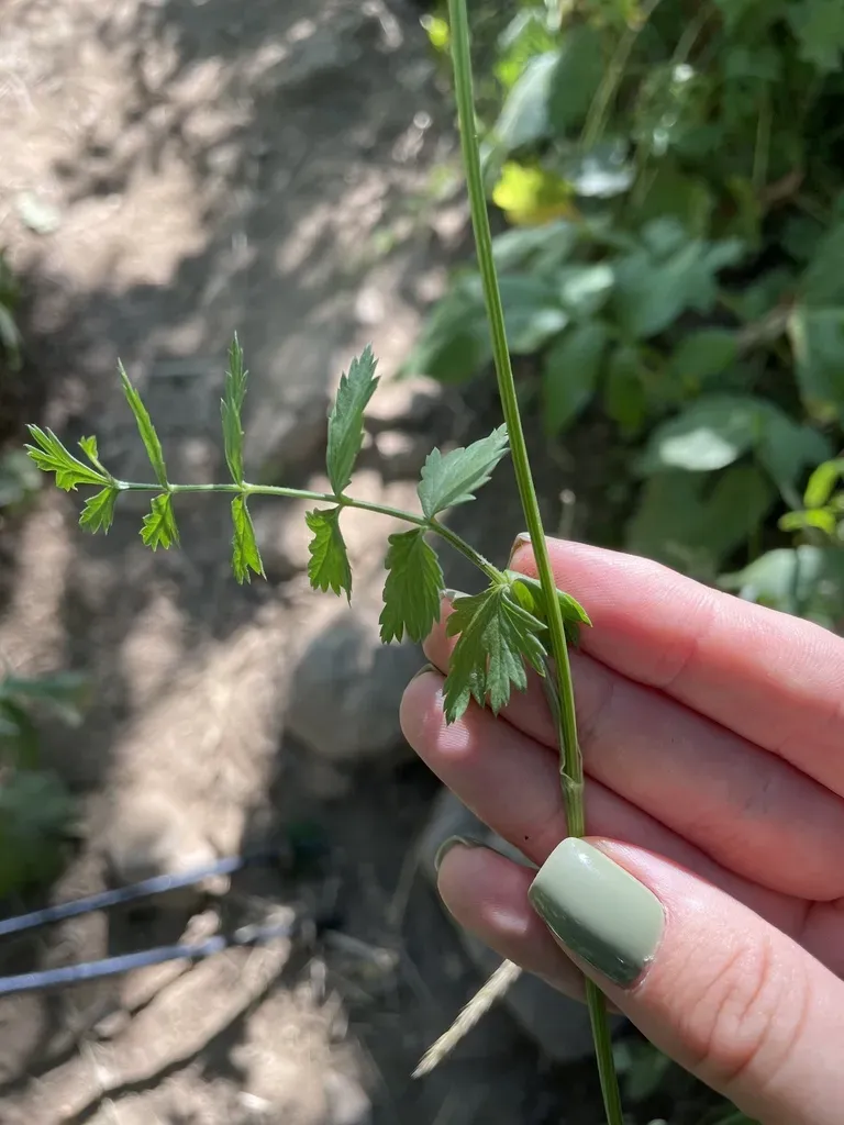 Pimpinella Rhodantha
