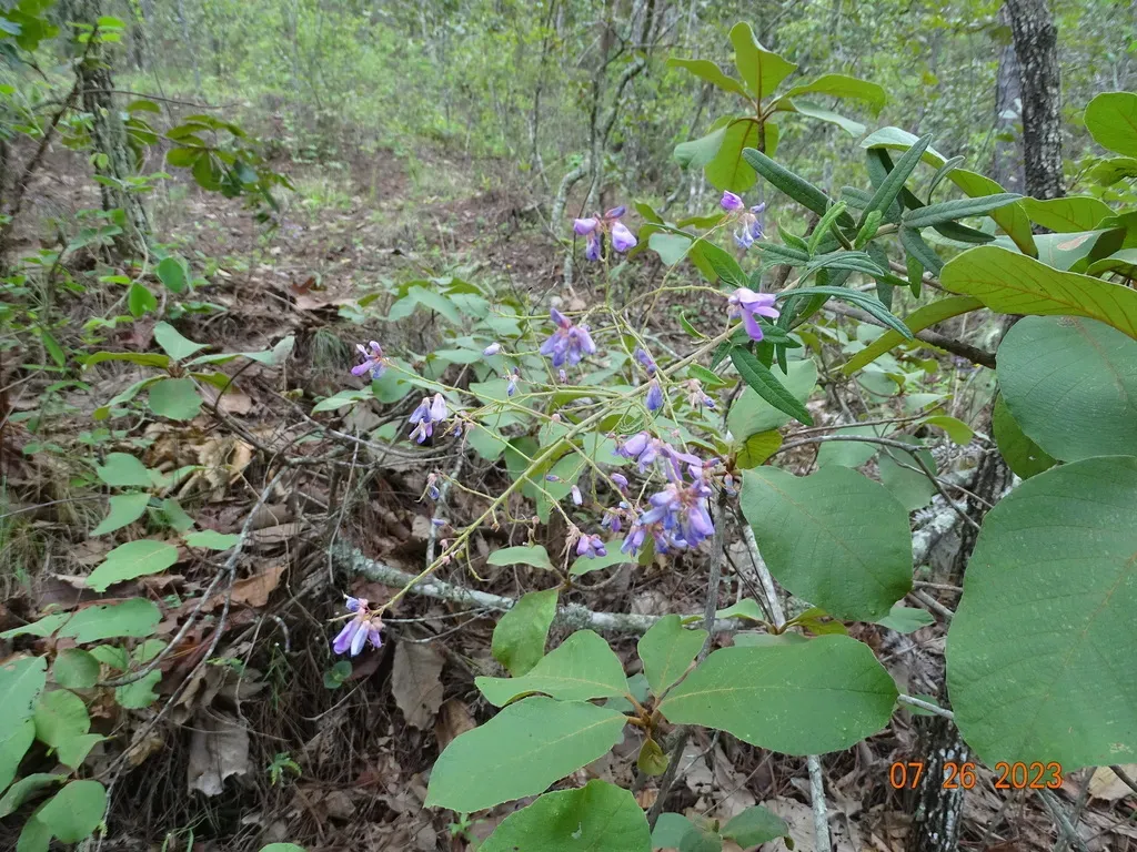 Desmodium Ambiguum
