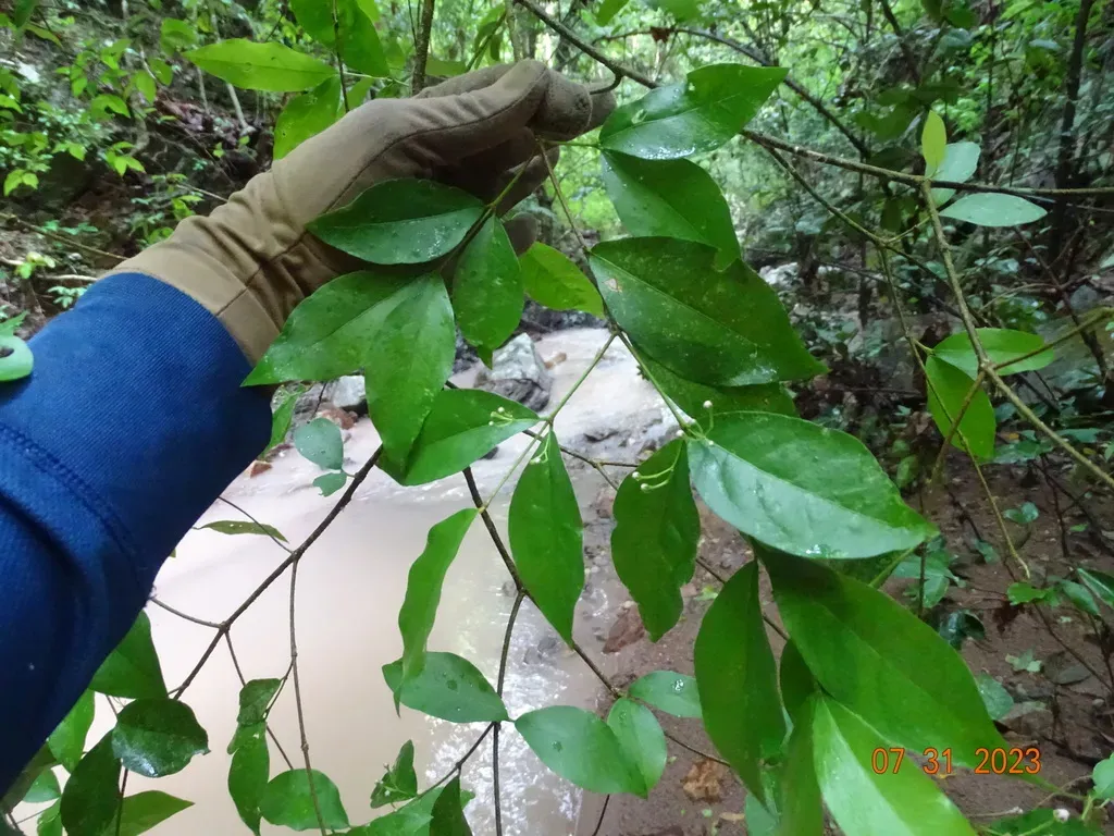 Malpighia Wilburiorum