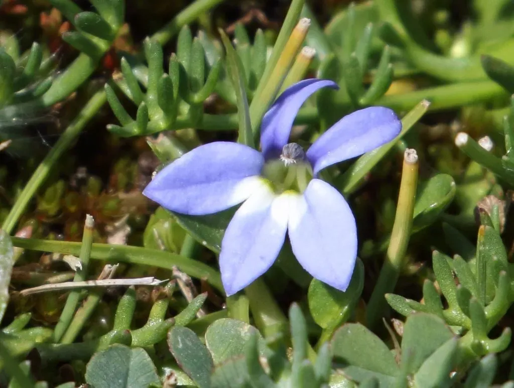 Mat Lobelia