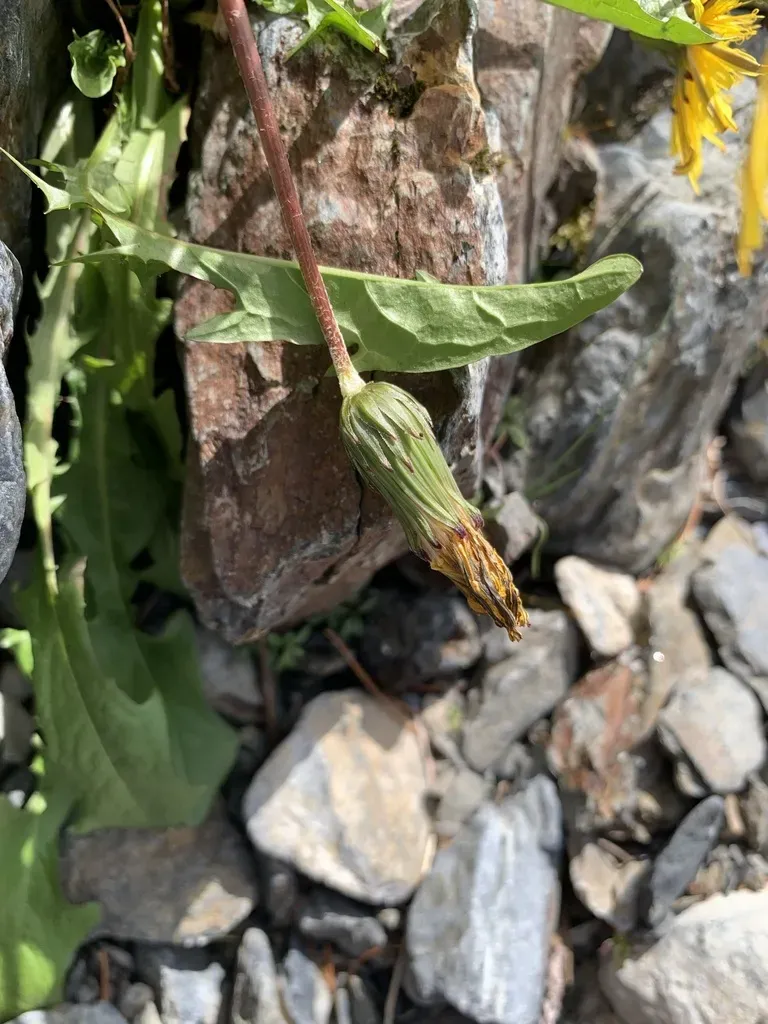 Taraxacum Brachyphyllum