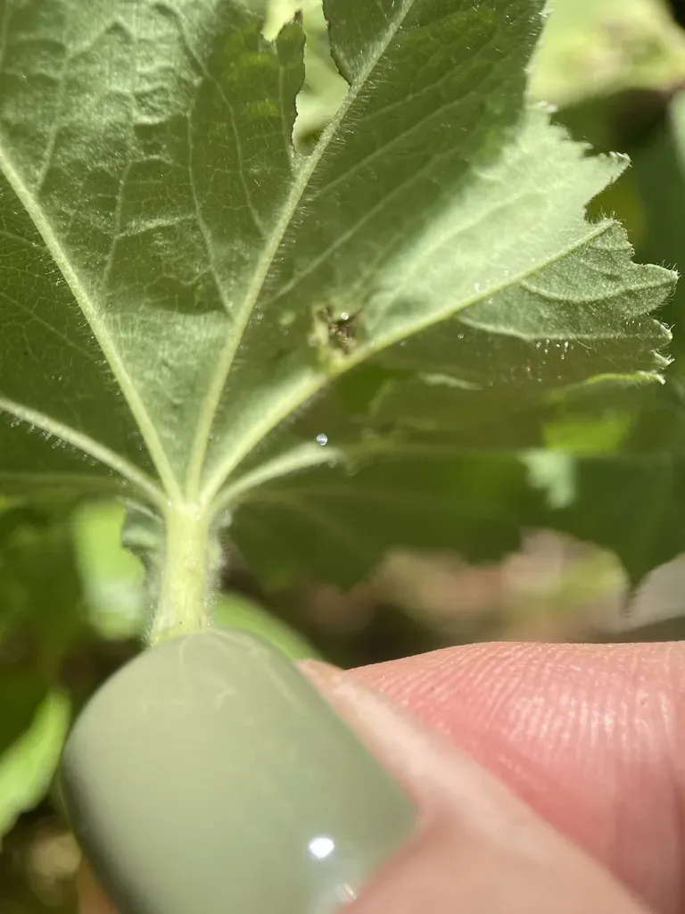 Round-leaved Lady's-mantle