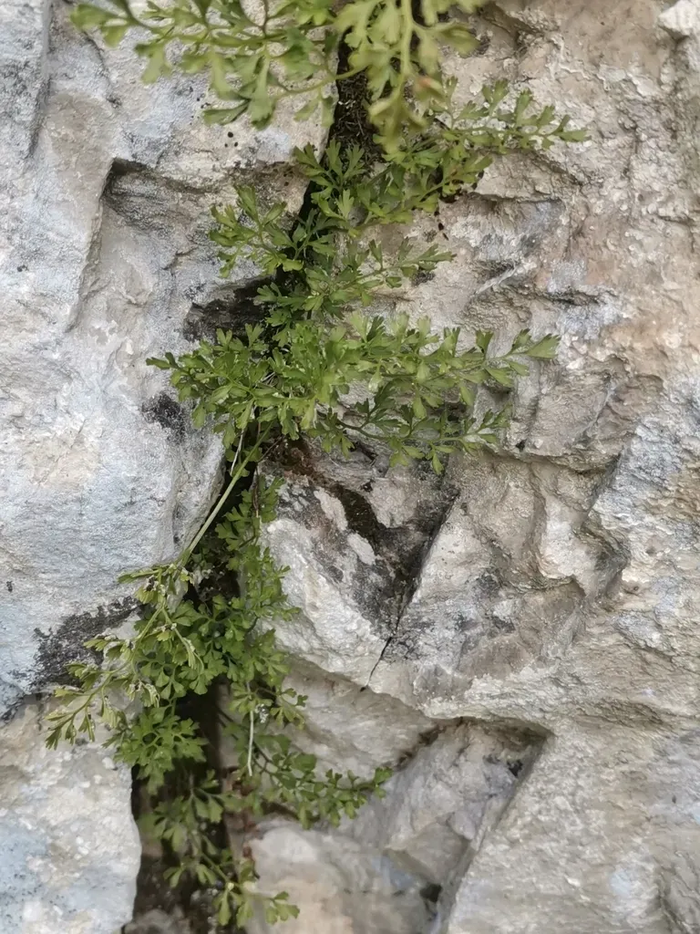 Asplenium Fissum