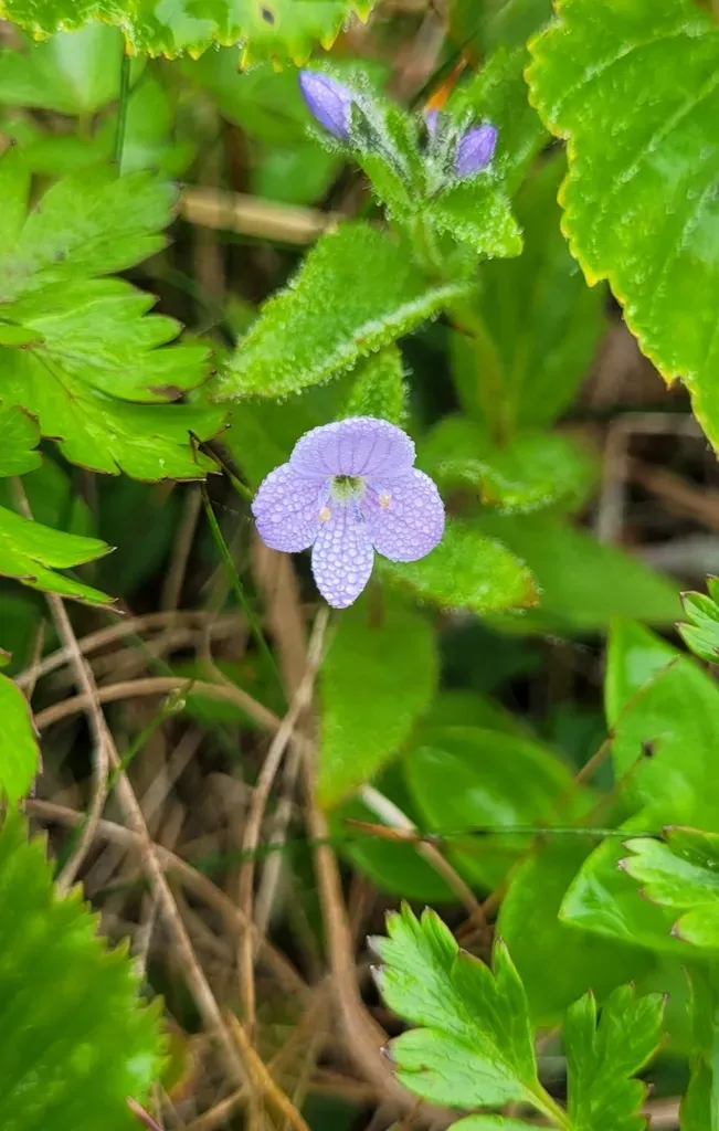 Steller's American Alpine Speedwell