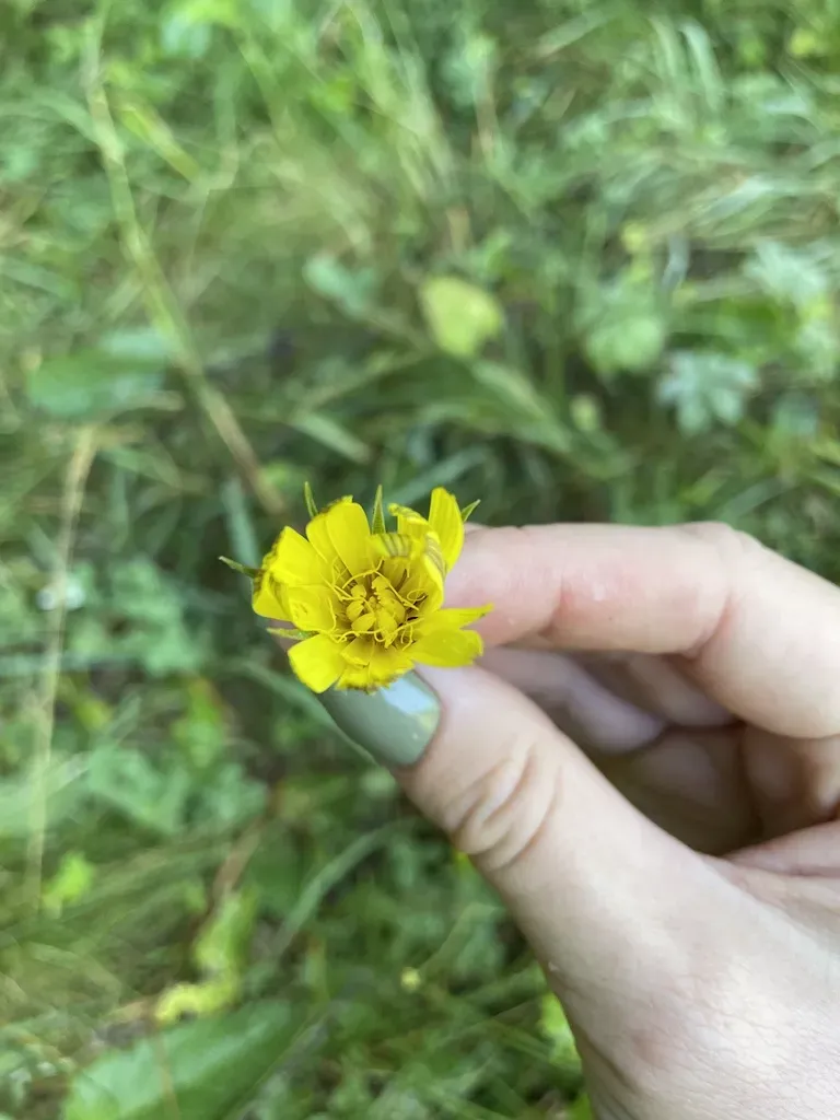 Tragopogon Reticulatus