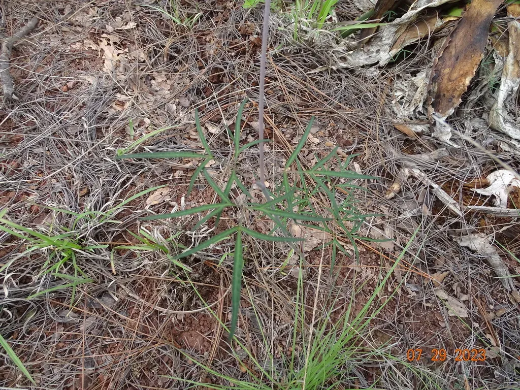 Prionosciadium Tamayoi