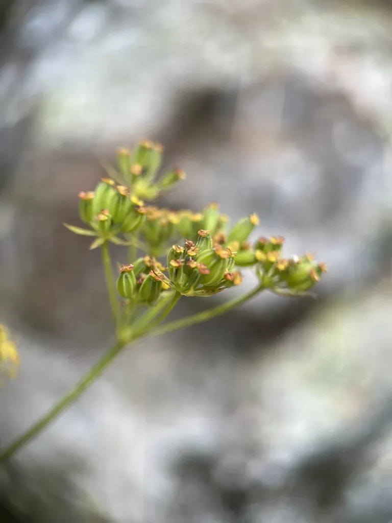 Bupleurum Polyphyllum