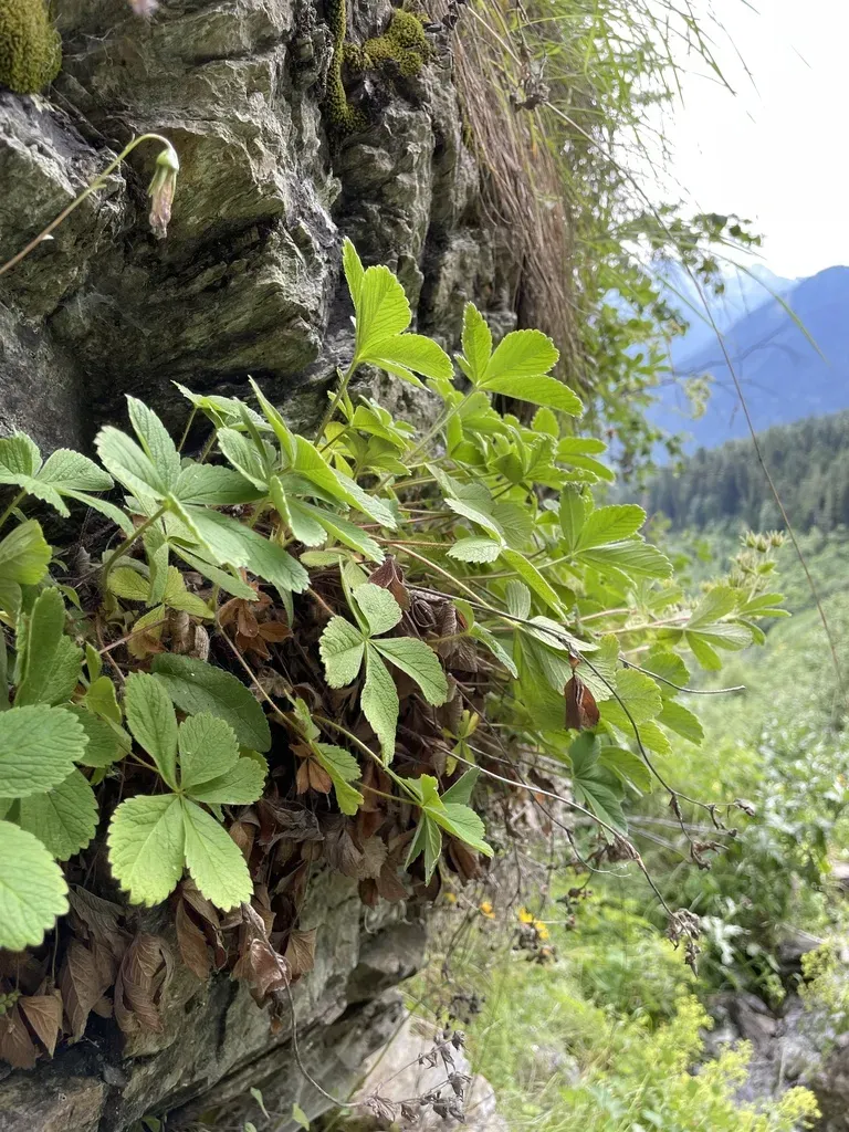 Potentilla Brachypetala