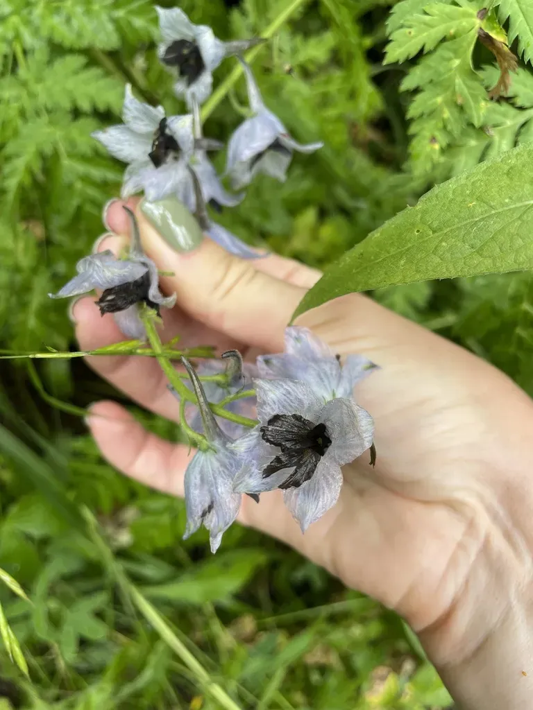 Delphinium Dasycarpum