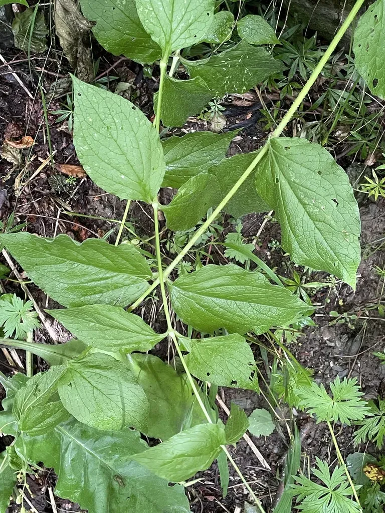 Fringed Catchfly