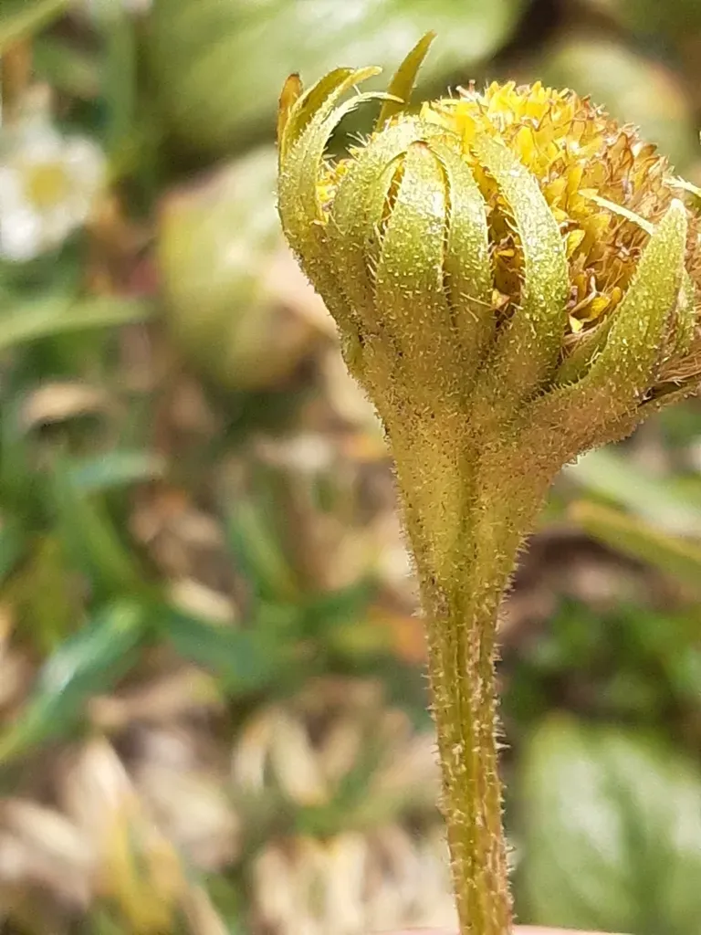 Clusius' Leopard's Bane