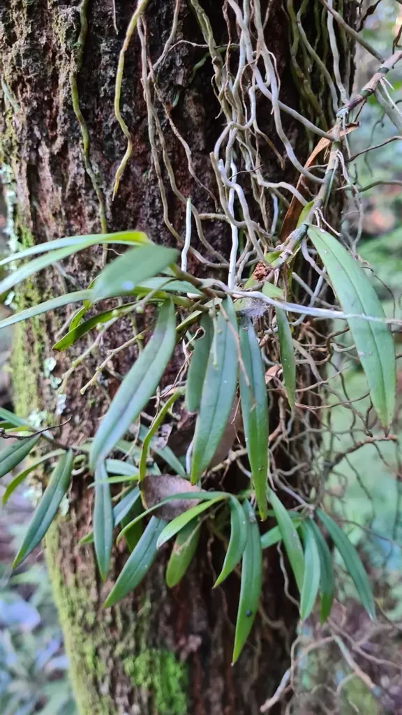 Common Tangle Orchid