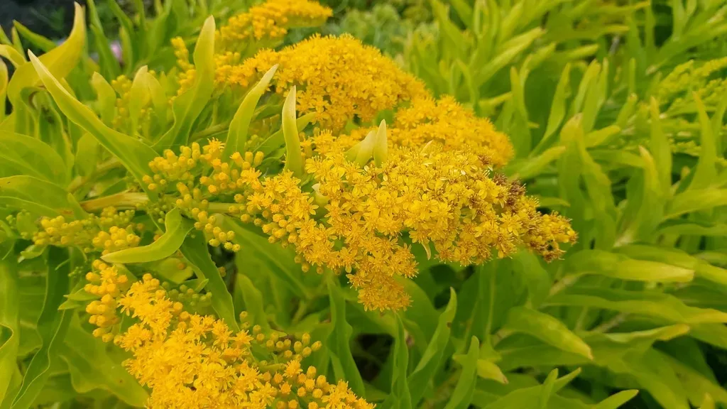 Azorean Goldenrod