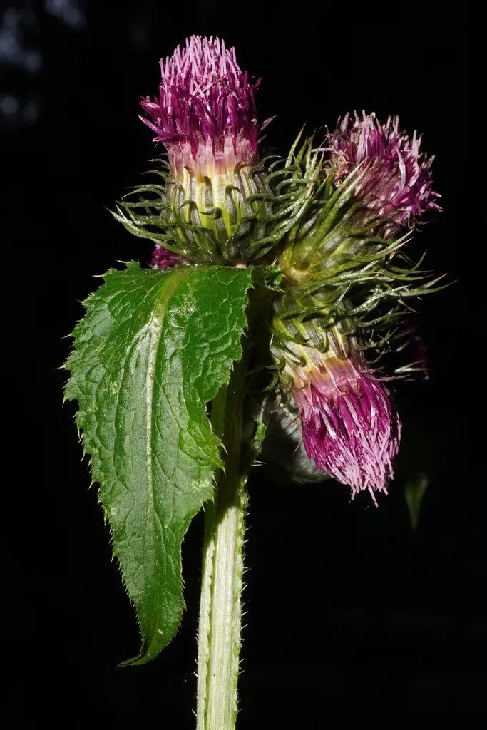 Great Marsh Thistle