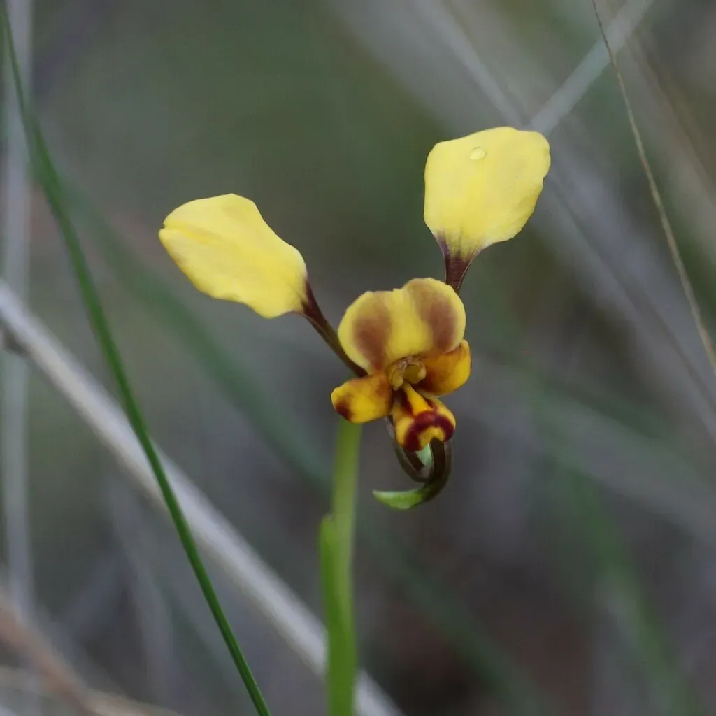 Diuris Pallescens