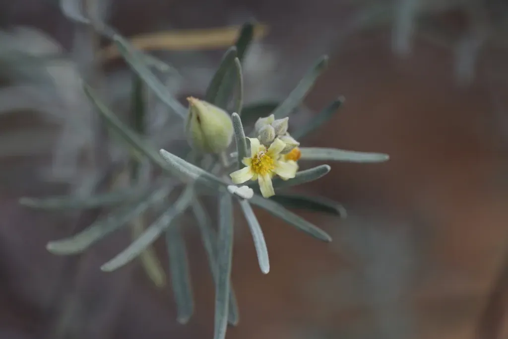 Ricinocarpos Velutinus