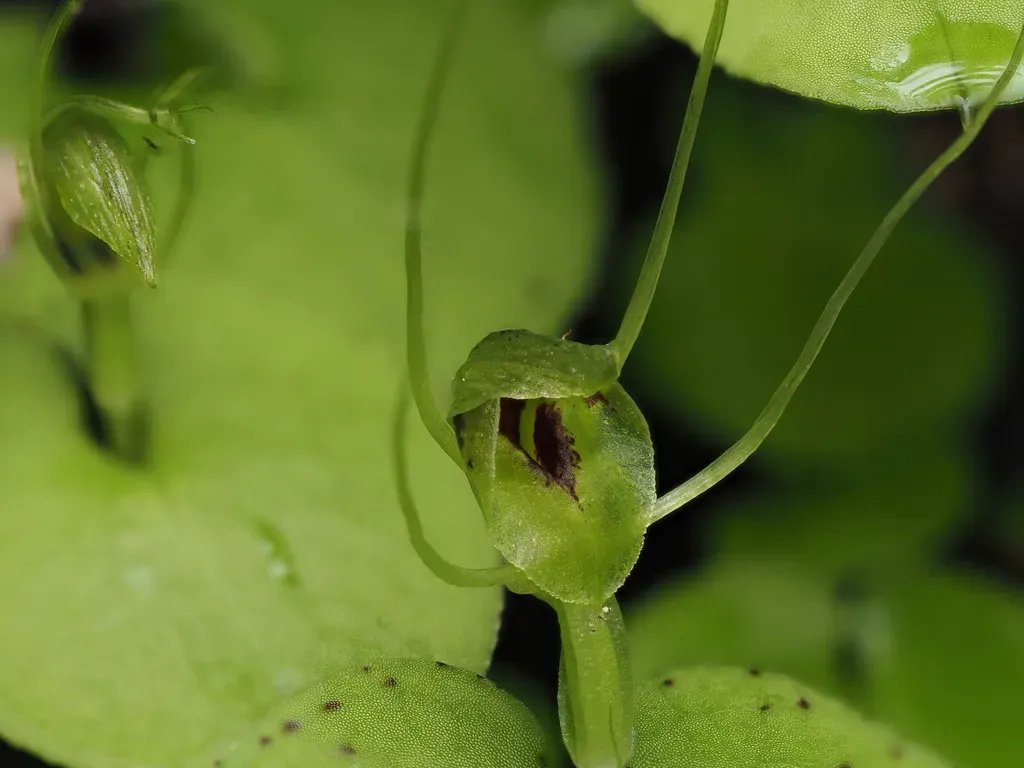 Corybas Papa