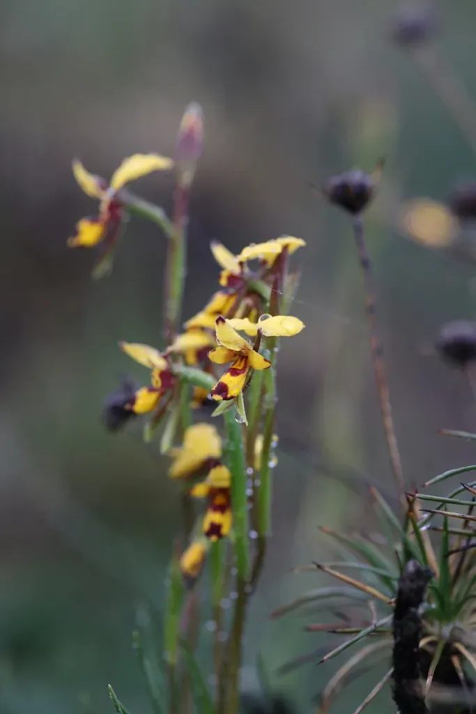 Diuris Segregata