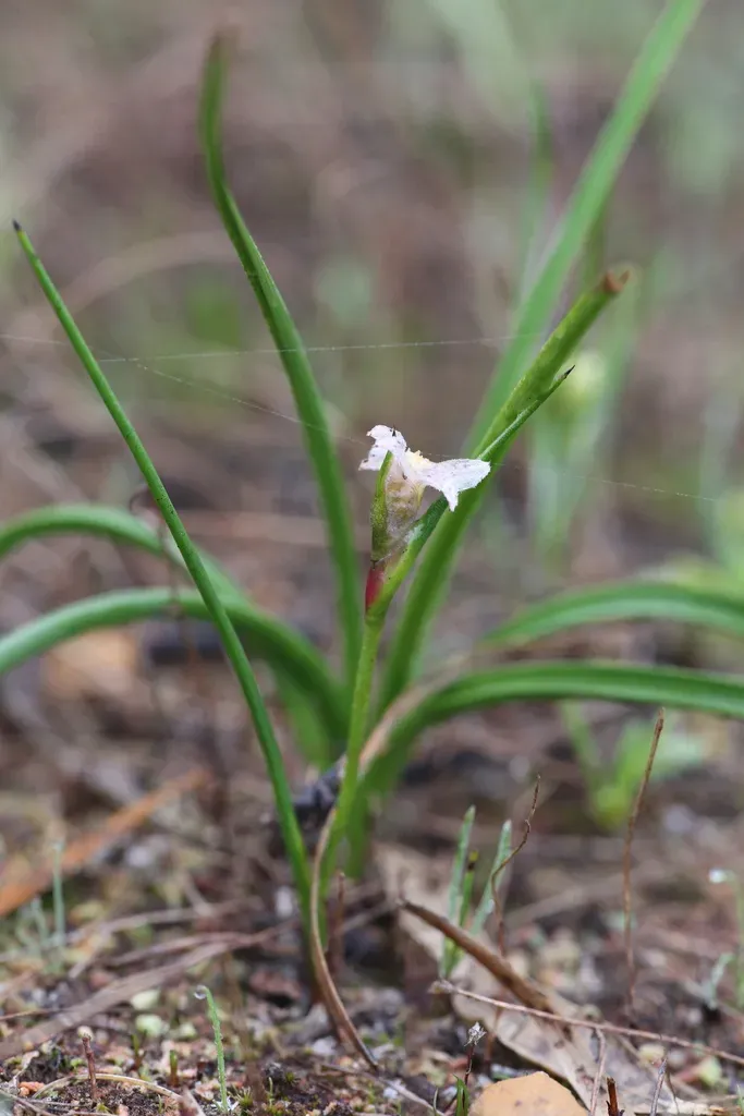 Tribonanthes Violacea
