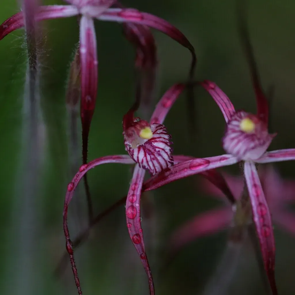 Crimson Spider Orchid