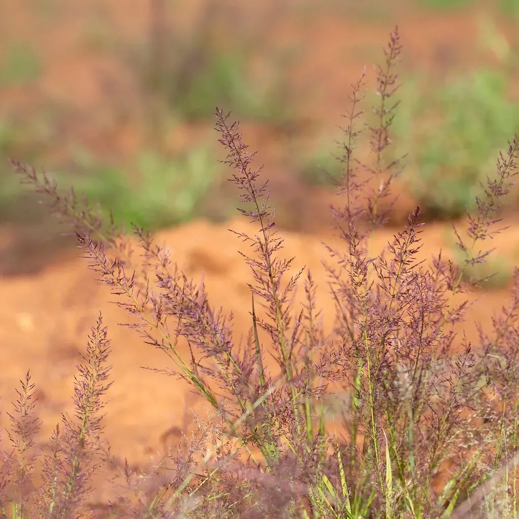 Eragrostis Tenellula