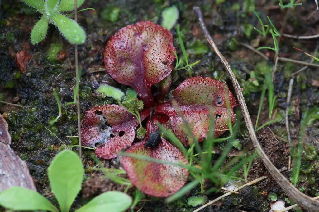 Drosera Orbiculata