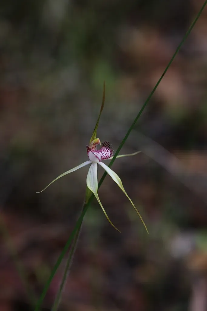 Caladenia Multiplex