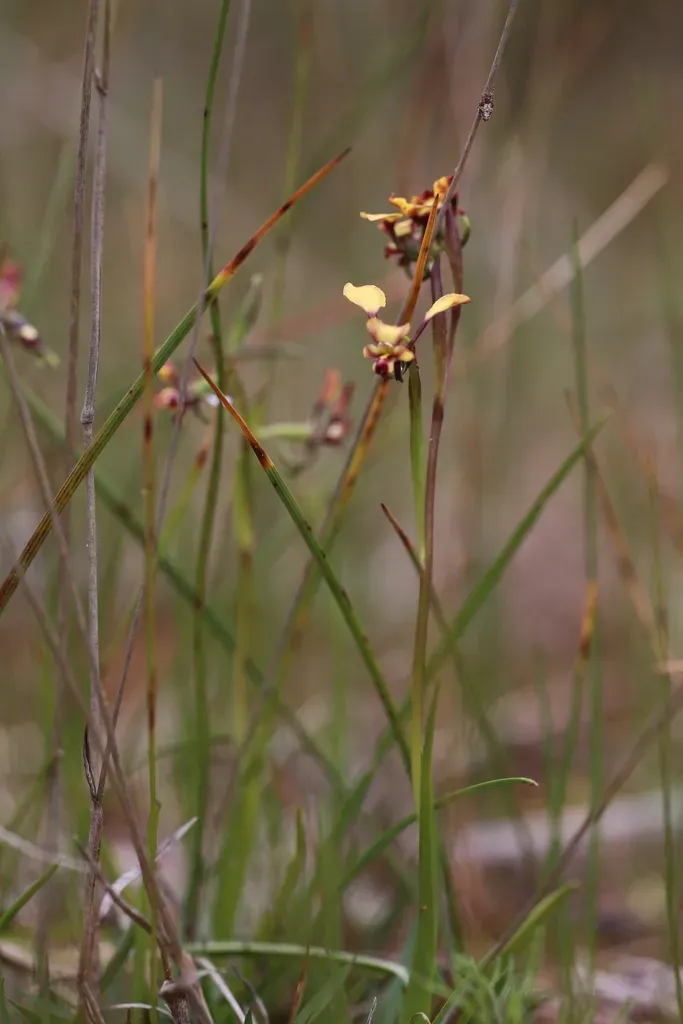 Diuris Recurva