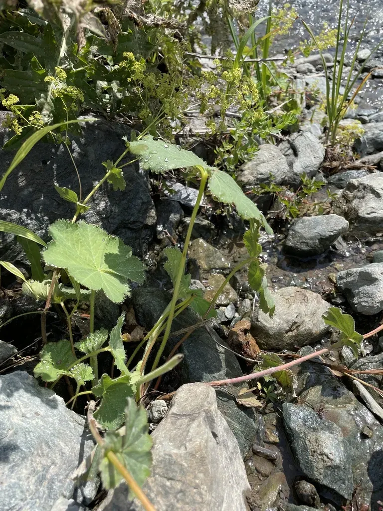 Alchemilla Capillacea