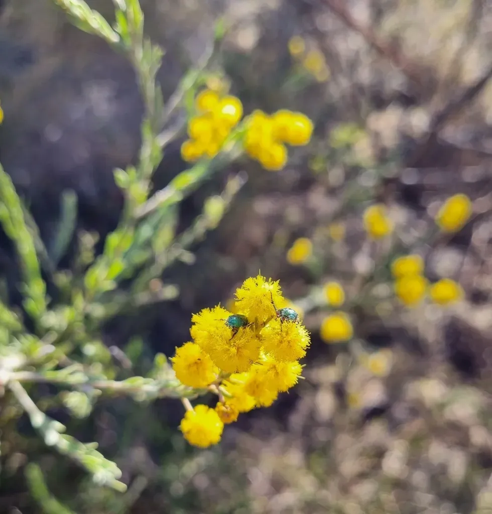 Acacia Mariae