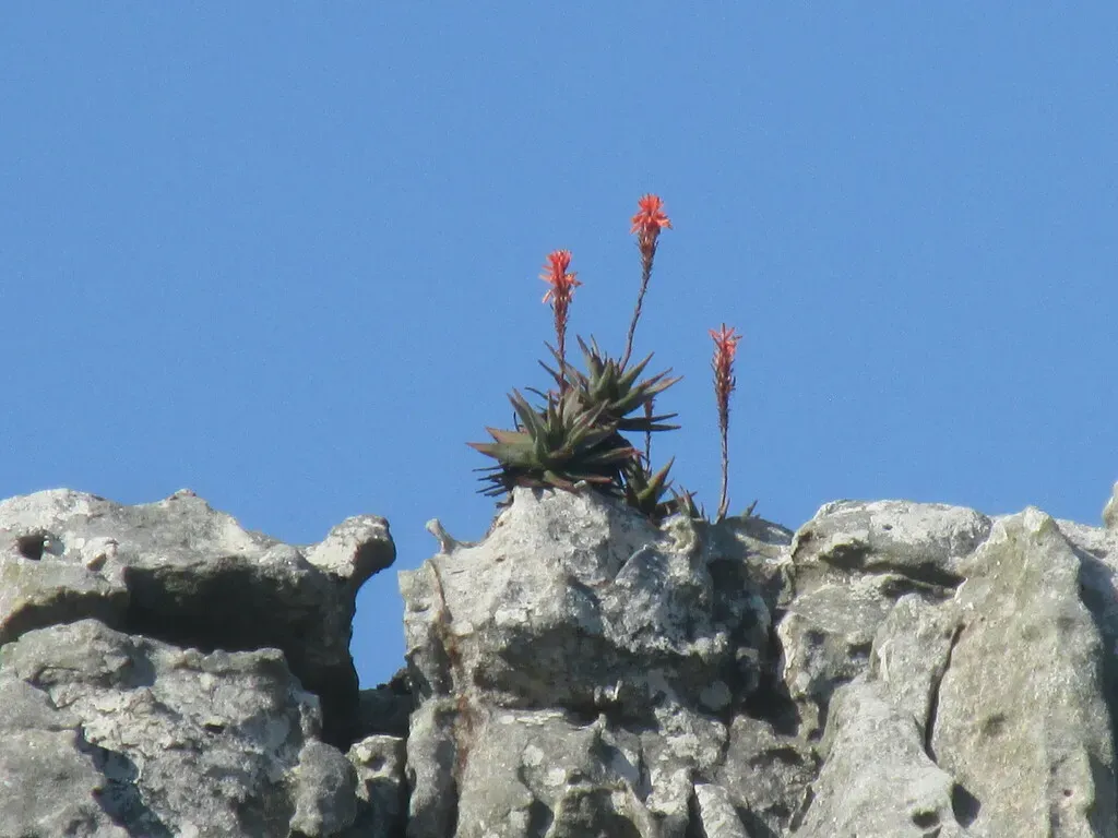 Fynbos Aloe