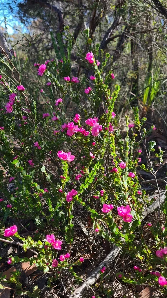 Sydney Rockrose