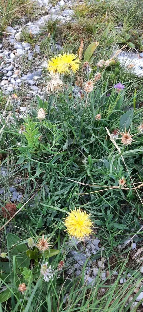 Rock Knapweed