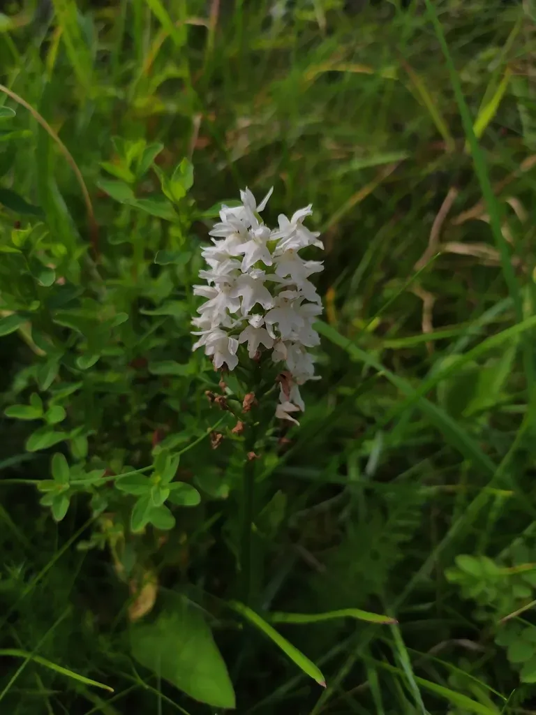 Common Spotted Orchid