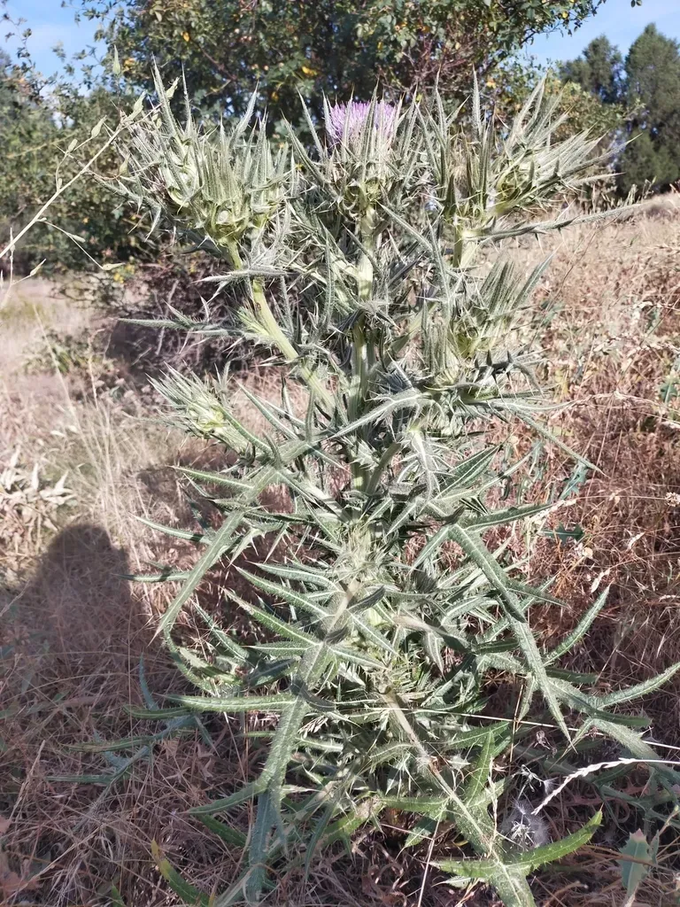 Lophiolepis Odontolepis