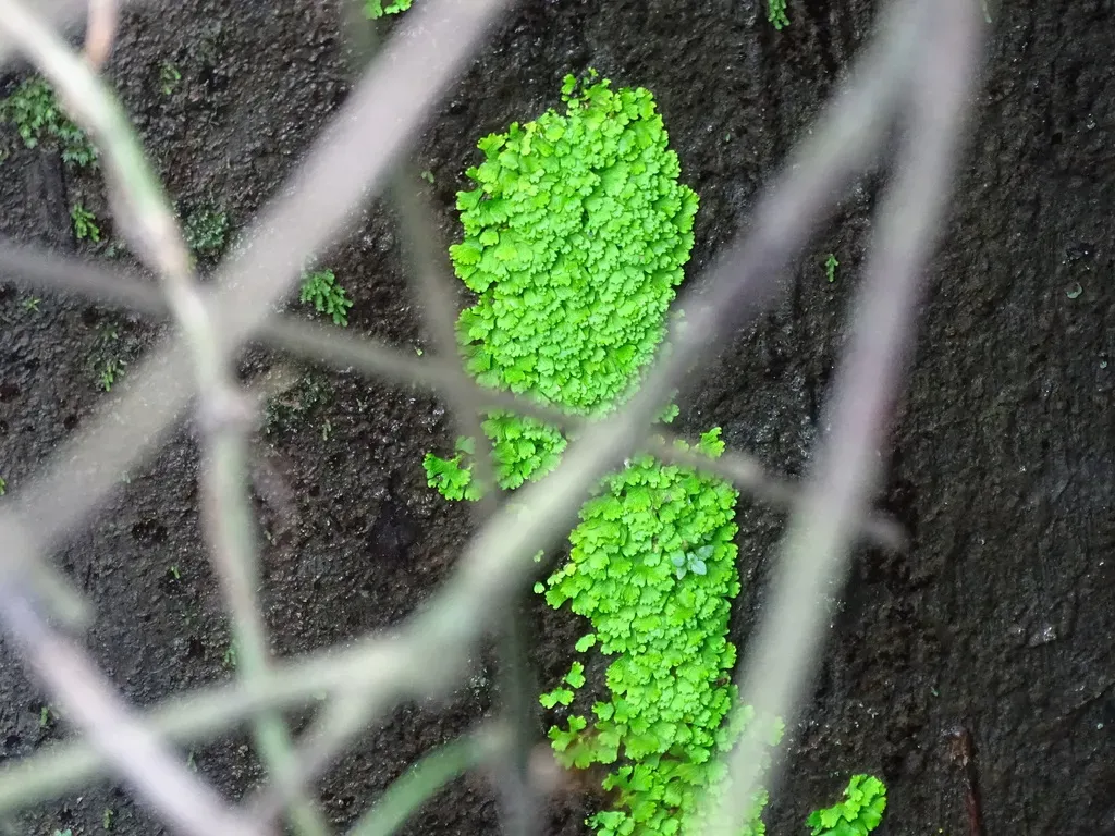 Cyathodium Smaragdinum