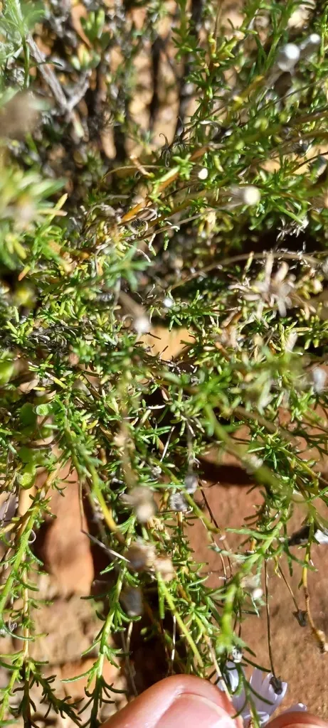 Felicia Fascicularis