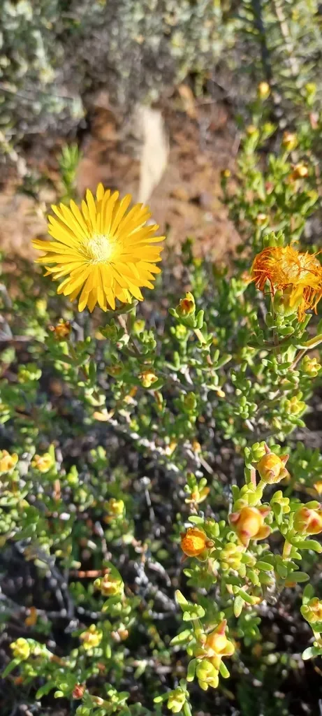 Drosanthemum Semiglobosum