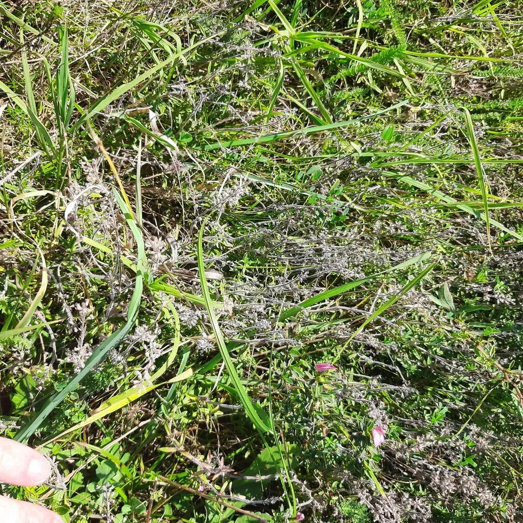 Thymus Kosteleckyanus