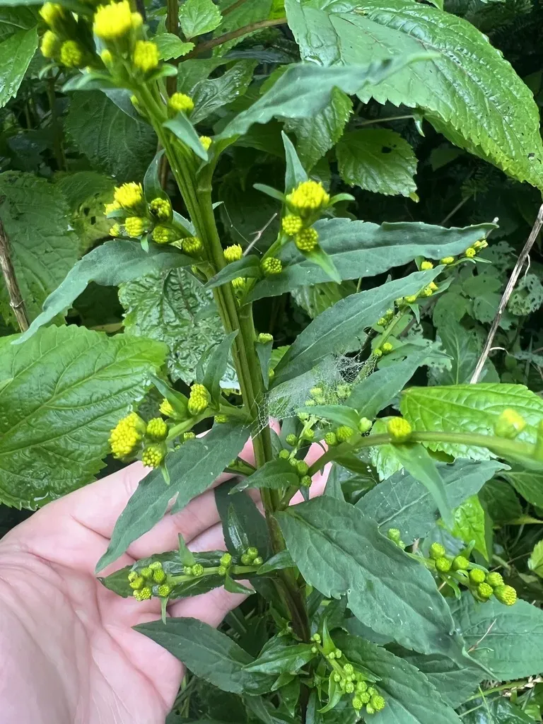 Roan Mountain Goldenrod