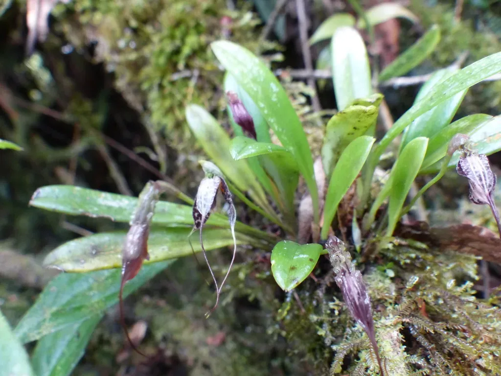 The Striking Masdevallia
