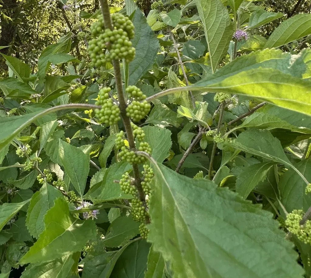 American Beautyberry